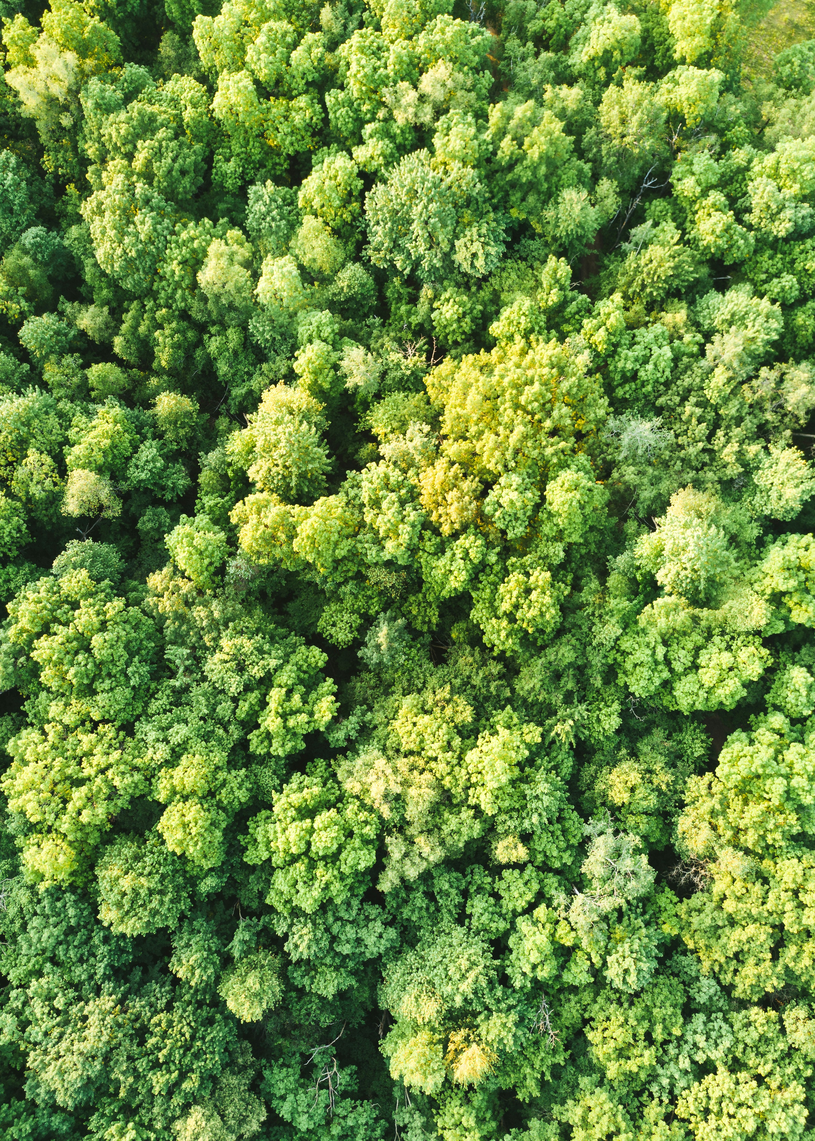 Beneficios ecológicos